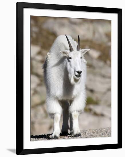 Mountain Goat, Mount Evans, Rocky Mountains, Colorado, USA-Diane Johnson-Framed Photographic Print