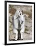 Mountain Goat, Mount Evans, Rocky Mountains, Colorado, USA-Diane Johnson-Framed Photographic Print