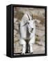 Mountain Goat, Mount Evans, Rocky Mountains, Colorado, USA-Diane Johnson-Framed Stretched Canvas