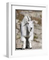 Mountain Goat, Mount Evans, Rocky Mountains, Colorado, USA-Diane Johnson-Framed Photographic Print