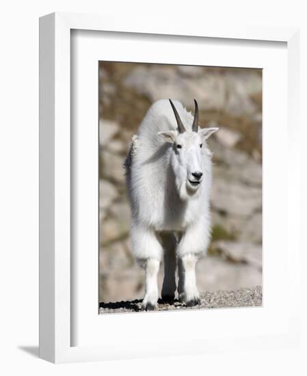 Mountain Goat, Mount Evans, Rocky Mountains, Colorado, USA-Diane Johnson-Framed Photographic Print