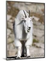 Mountain Goat, Mount Evans, Rocky Mountains, Colorado, USA-Diane Johnson-Mounted Photographic Print