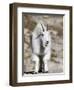 Mountain Goat, Mount Evans, Rocky Mountains, Colorado, USA-Diane Johnson-Framed Premium Photographic Print