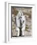 Mountain Goat, Mount Evans, Rocky Mountains, Colorado, USA-Diane Johnson-Framed Premium Photographic Print