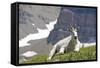 Mountain Goat, Mount Timpanogos Wilderness, Wasatch Mountains, Utah-Howie Garber-Framed Stretched Canvas