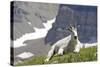 Mountain Goat, Mount Timpanogos Wilderness, Wasatch Mountains, Utah-Howie Garber-Stretched Canvas