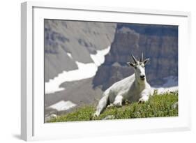 Mountain Goat, Mount Timpanogos Wilderness, Wasatch Mountains, Utah-Howie Garber-Framed Photographic Print