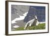 Mountain Goat, Mount Timpanogos Wilderness, Wasatch Mountains, Utah-Howie Garber-Framed Photographic Print