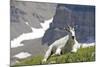 Mountain Goat, Mount Timpanogos Wilderness, Wasatch Mountains, Utah-Howie Garber-Mounted Photographic Print