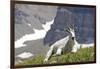 Mountain Goat, Mount Timpanogos Wilderness, Wasatch Mountains, Utah-Howie Garber-Framed Photographic Print