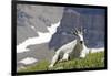 Mountain Goat, Mount Timpanogos Wilderness, Wasatch Mountains, Utah-Howie Garber-Framed Photographic Print