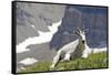 Mountain Goat, Mount Timpanogos Wilderness, Wasatch Mountains, Utah-Howie Garber-Framed Stretched Canvas