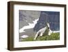 Mountain Goat, Mount Timpanogos Wilderness, Wasatch Mountains, Utah-Howie Garber-Framed Photographic Print