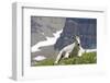 Mountain Goat, Mount Timpanogos Wilderness, Wasatch Mountains, Utah-Howie Garber-Framed Photographic Print