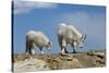 Mountain Goat Nannie and Kid-W. Perry Conway-Stretched Canvas