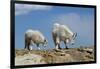 Mountain Goat Nannie and Kid-W. Perry Conway-Framed Premium Photographic Print