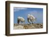 Mountain Goat Nannie and Kid-W. Perry Conway-Framed Photographic Print