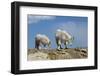 Mountain Goat Nannie and Kid-W. Perry Conway-Framed Photographic Print