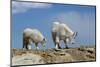 Mountain Goat Nannie and Kid-W. Perry Conway-Mounted Photographic Print