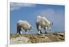 Mountain Goat Nannie and Kid-W. Perry Conway-Framed Photographic Print