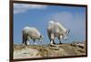 Mountain Goat Nannie and Kid-W. Perry Conway-Framed Photographic Print