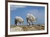 Mountain Goat Nannie and Kid-W. Perry Conway-Framed Photographic Print