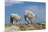 Mountain Goat Nannie and Kid-W. Perry Conway-Mounted Photographic Print