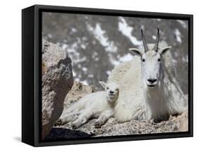 Mountain Goat Nanny and Kid, Mount Evans, Colorado, USA-James Hager-Framed Stretched Canvas