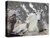 Mountain Goat Nanny and Kid, Mount Evans, Colorado, USA-James Hager-Stretched Canvas