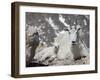 Mountain Goat Nanny and Kid, Mount Evans, Colorado, USA-James Hager-Framed Photographic Print