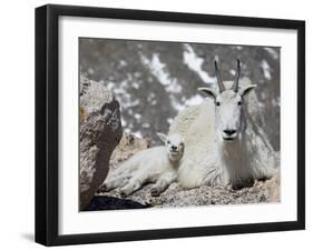 Mountain Goat Nanny and Kid, Mount Evans, Colorado, USA-James Hager-Framed Photographic Print