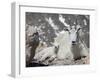 Mountain Goat Nanny and Kid, Mount Evans, Colorado, USA-James Hager-Framed Photographic Print