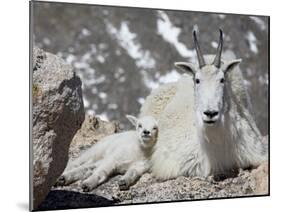 Mountain Goat Nanny and Kid, Mount Evans, Colorado, USA-James Hager-Mounted Photographic Print