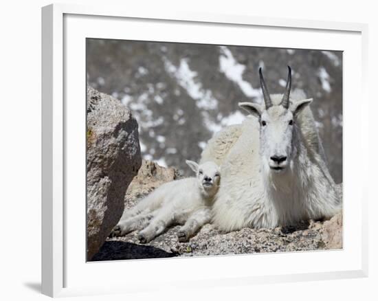 Mountain Goat Nanny and Kid, Mount Evans, Colorado, USA-James Hager-Framed Photographic Print