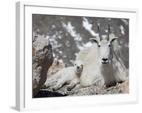 Mountain Goat Nanny and Kid, Mount Evans, Colorado, USA-James Hager-Framed Photographic Print