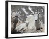 Mountain Goat Nanny and Kid, Mount Evans, Colorado, USA-James Hager-Framed Photographic Print