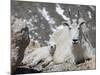 Mountain Goat Nanny and Kid, Mount Evans, Colorado, USA-James Hager-Mounted Photographic Print