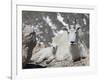 Mountain Goat Nanny and Kid, Mount Evans, Colorado, USA-James Hager-Framed Photographic Print