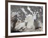 Mountain Goat Nanny and Kid, Mount Evans, Colorado, USA-James Hager-Framed Photographic Print