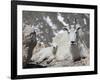 Mountain Goat Nanny and Kid, Mount Evans, Colorado, USA-James Hager-Framed Photographic Print