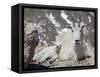 Mountain Goat Nanny and Kid, Mount Evans, Colorado, USA-James Hager-Framed Stretched Canvas