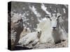 Mountain Goat Nanny and Kid, Mount Evans, Colorado, USA-James Hager-Stretched Canvas