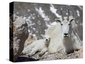 Mountain Goat Nanny and Kid, Mount Evans, Colorado, USA-James Hager-Stretched Canvas