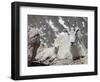 Mountain Goat Nanny and Kid, Mount Evans, Colorado, USA-James Hager-Framed Photographic Print