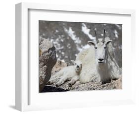 Mountain Goat Nanny and Kid, Mount Evans, Colorado, USA-James Hager-Framed Photographic Print