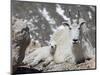Mountain Goat Nanny and Kid, Mount Evans, Colorado, USA-James Hager-Mounted Photographic Print