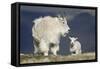 Mountain Goat Nanny and Kid, Mt Evans, Arapaho-Roosevelt Nat'l Forest, Colorado, USA-James Hager-Framed Stretched Canvas