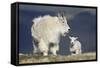 Mountain Goat Nanny and Kid, Mt Evans, Arapaho-Roosevelt Nat'l Forest, Colorado, USA-James Hager-Framed Stretched Canvas