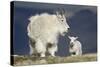 Mountain Goat Nanny and Kid, Mt Evans, Arapaho-Roosevelt Nat'l Forest, Colorado, USA-James Hager-Stretched Canvas