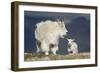 Mountain Goat Nanny and Kid, Mt Evans, Arapaho-Roosevelt Nat'l Forest, Colorado, USA-James Hager-Framed Photographic Print